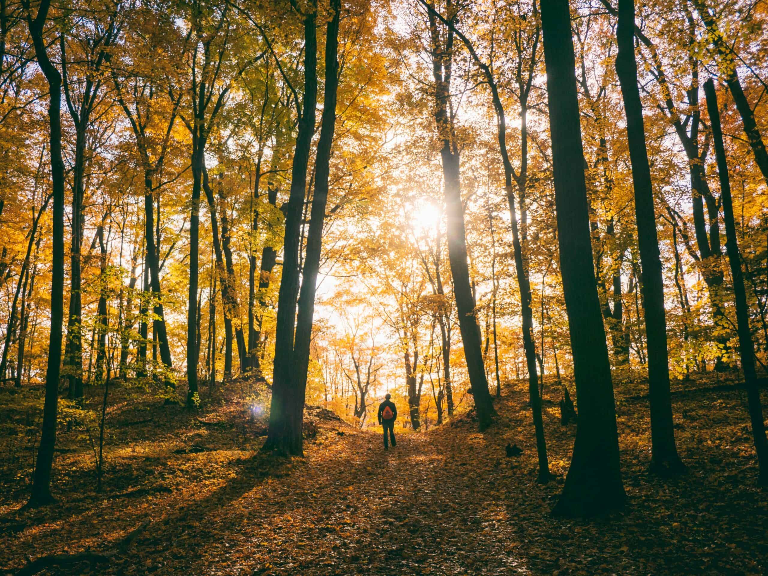Embrace the Fall: Healthy Activities That Burn Calories